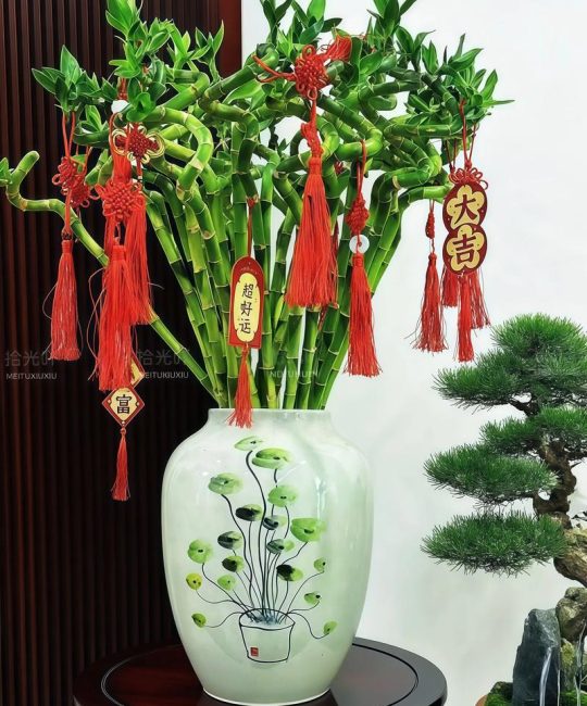 属鼠的朋友，家里养这3种植物，既好看又寓意好（科学养护指南）