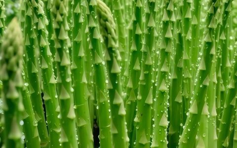 芦笋苗价格多少钱一棵？规格、产地、季节影响报价