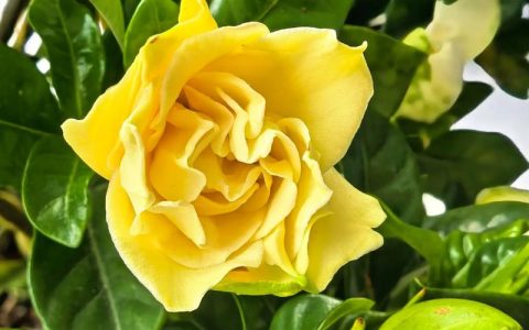 栀子花有几个品种？大叶栀子与水栀子深度对比