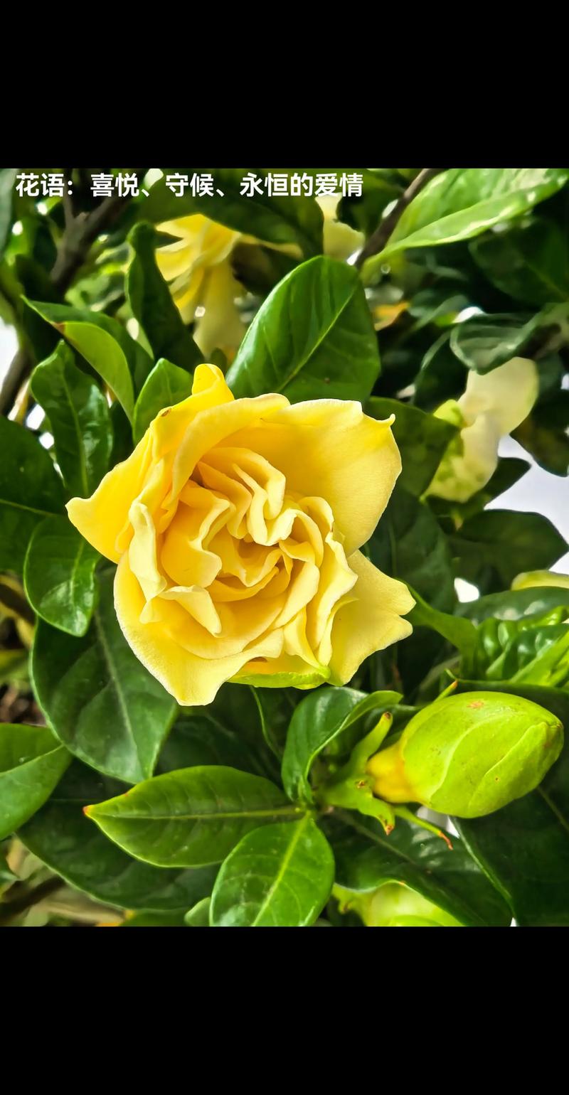 栀子花有几个品种?大叶栀子与水栀子深度对比 栀子花有几个品种?大叶栀子与水栀子深度对比