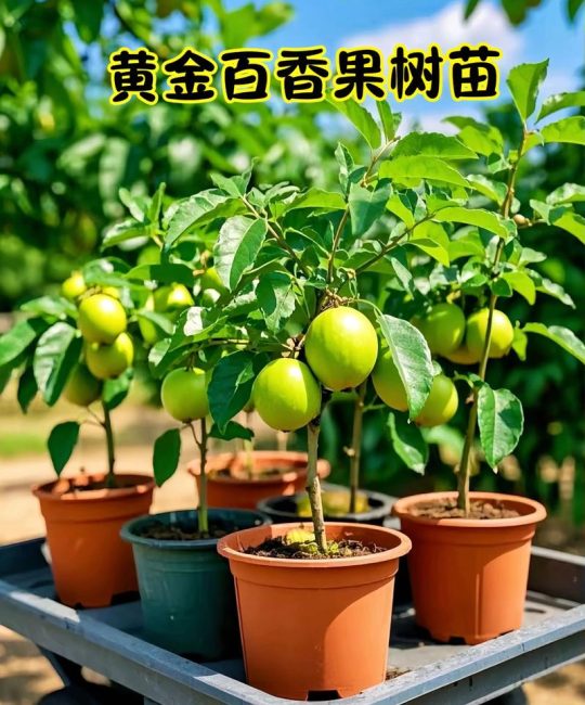 果树苗几月份栽好呢？秋季栽种是黄金窗口，春季栽种是次优选择