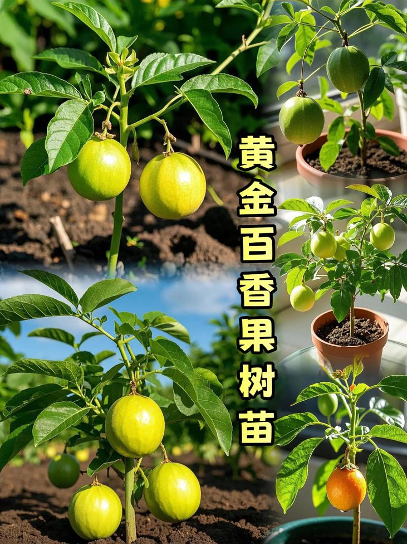 果树苗几月份栽好呢?秋季栽种是黄金窗口,春季栽种是次优选择 采购时必看“嫁接口、根系、苗龄”三重检验标准