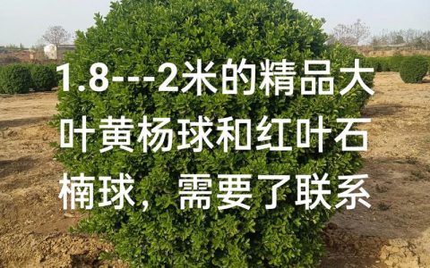 哪里有绿化苗木？科学寻找优质苗源的五个步骤