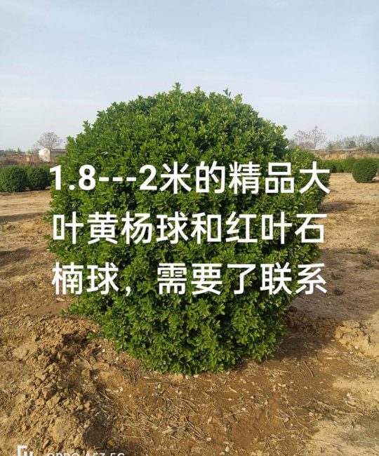 哪里有绿化苗木？科学寻找优质苗源的五个步骤