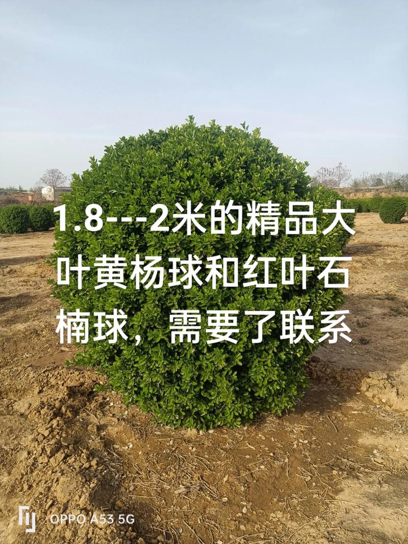 哪里有绿化苗木?科学寻找优质苗源的五个步骤 第一步:明确需求,初步筛选验证候选