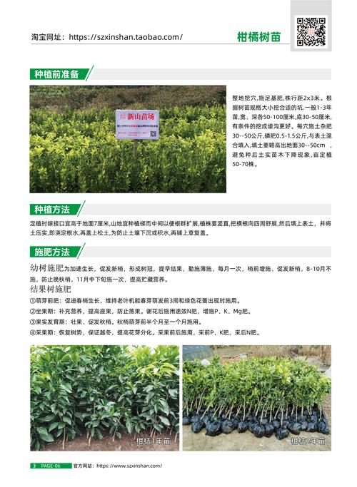 哪里有绿化苗木?科学寻找优质苗源的五个步骤 第三步:规格测量与根系状态检查