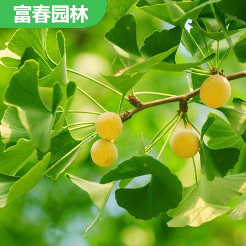 常见问题
