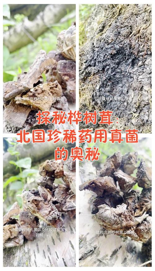 桦树茸的形成过程与生态奥秘 二、形成过程的四个关键阶段