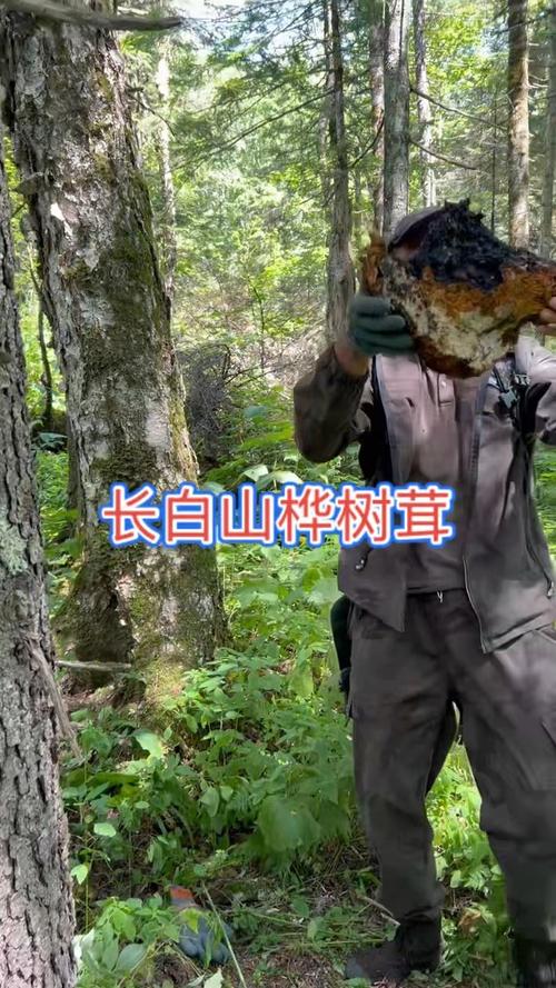 桦树茸的形成过程与生态奥秘 五、生态价值与保护