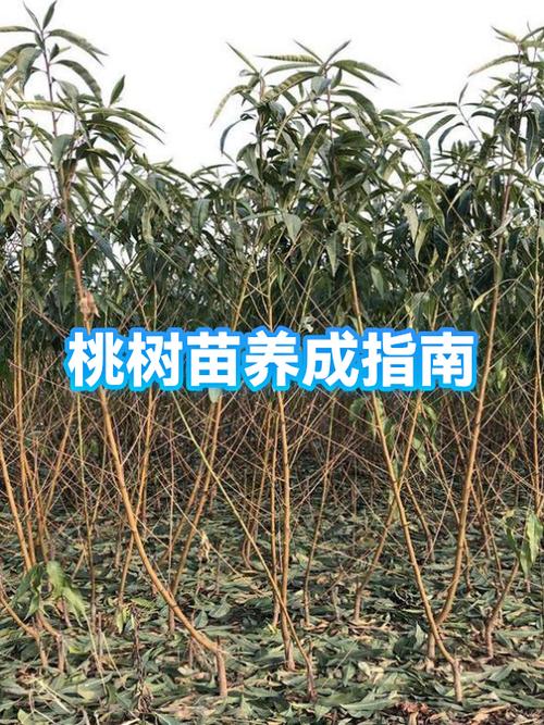 三、栽前处理：修剪、消毒、蘸生根粉三步到位