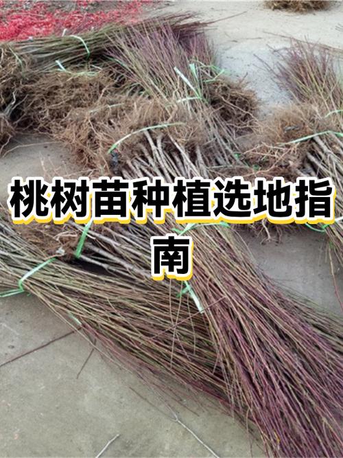 五、浇定根水：栽后立即浇透，不积水
