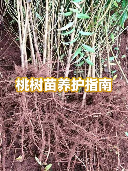 七、成活注意事项：常见问题与对策