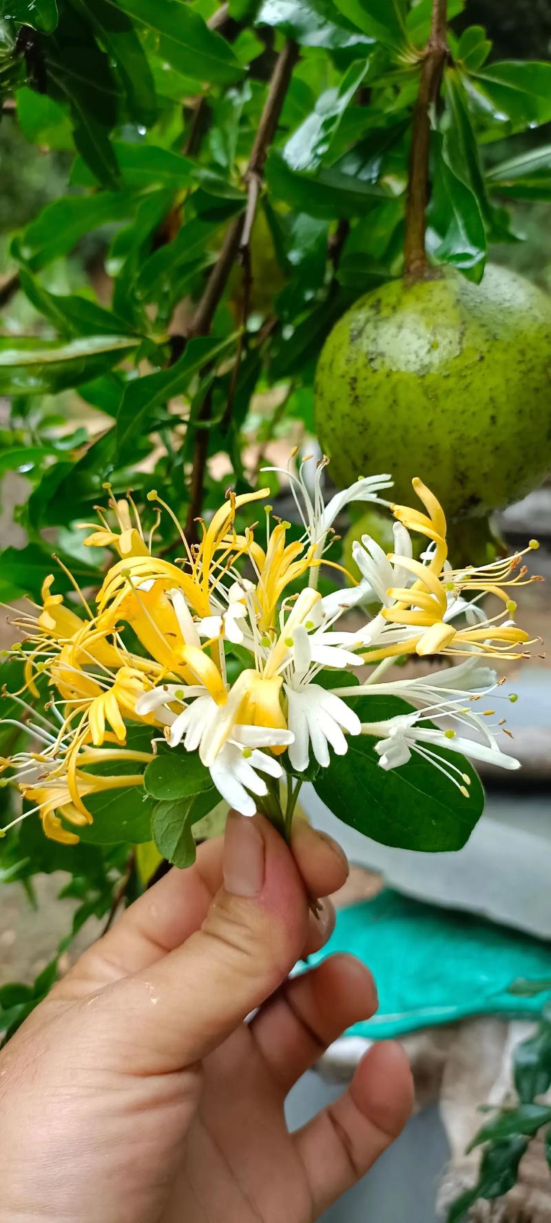 三、现代人的莳花弄草：疗愈与回归