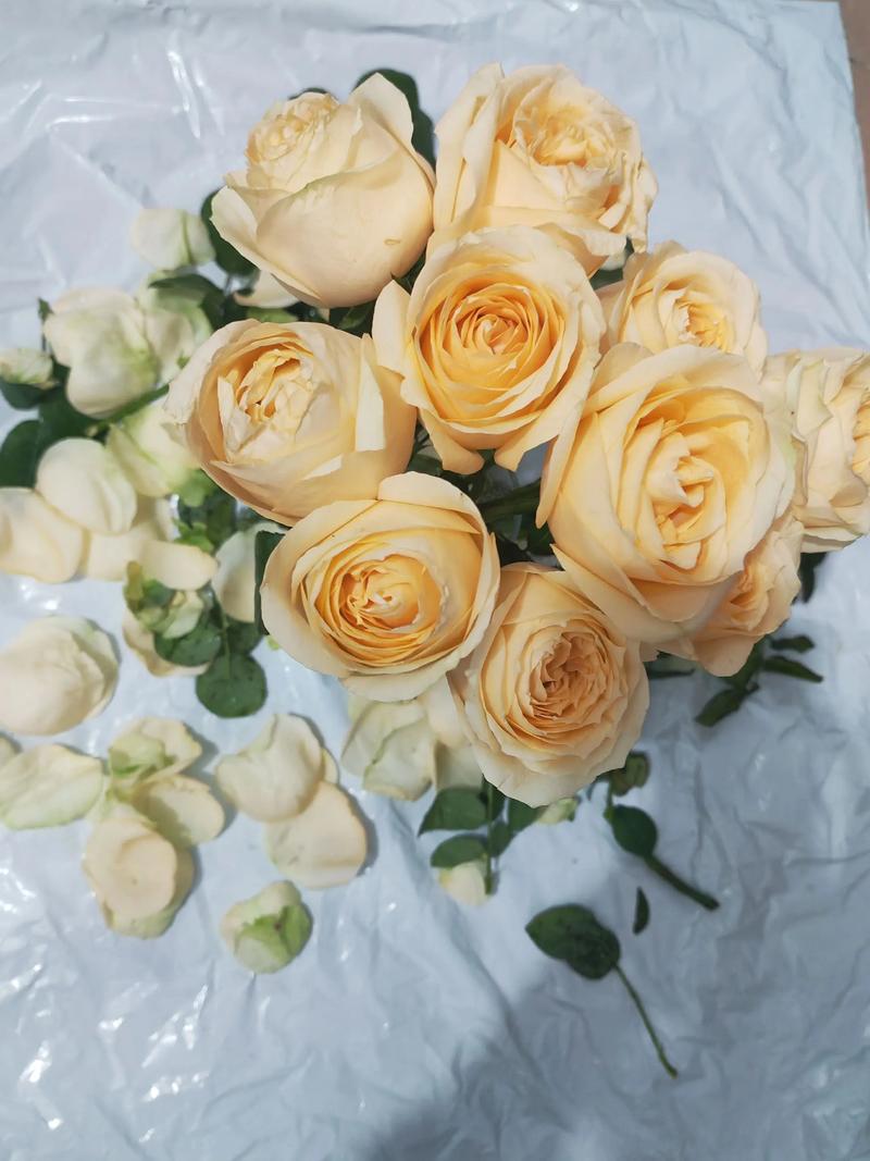 四、如何开始你的莳花弄草生活？