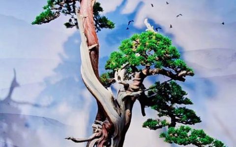 一枝柏树枝的园艺妙用：从切花配材到盆景造型