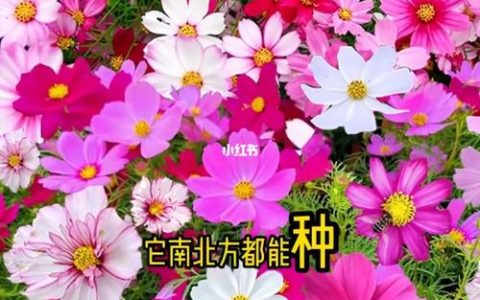 格桑花几月份播种最好？详细时间表与高成活率种植指南