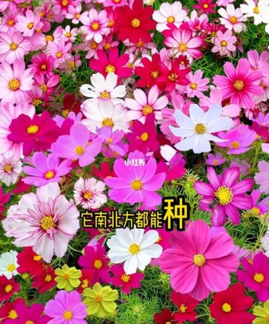 格桑花几月份播种最好？详细时间表与高成活率种植指南