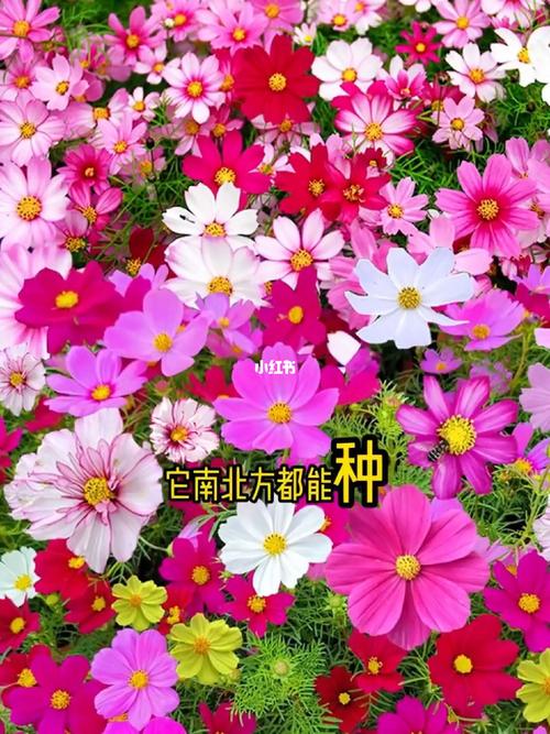 格桑花几月份播种最好?详细时间表与高成活率种植指南 格桑花几月份播种最好?详细时间表与高成活率种植指南