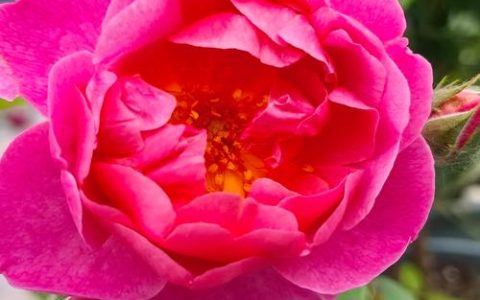 月季花多久开一次花及四季促花养护指南