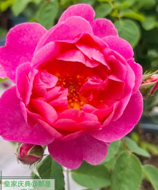 月季花多久开一次花及四季促花养护指南