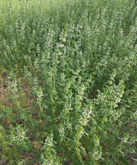 苦草是什么草？沉水植物百科与池塘河道应用指南