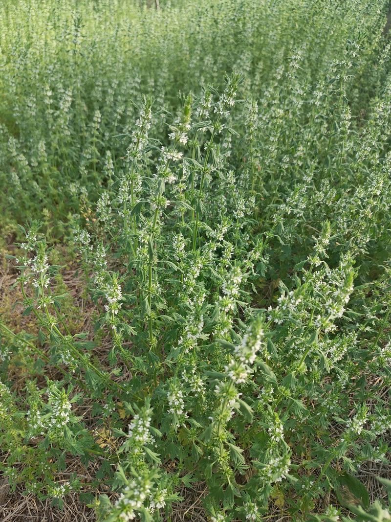 苦草是什么草?沉水植物百科与池塘河道应用指南 苦草是什么草?沉水植物百科与池塘河道应用指南
