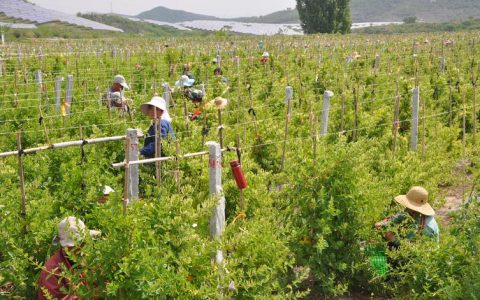 金银花产地哪里最好最正宗？河南封丘与山东平邑是首选