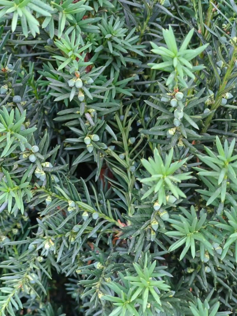 红豆杉哪个品种贵?南方红豆杉、东北红豆杉、曼地亚红豆杉全面对比 三、最终选择建议