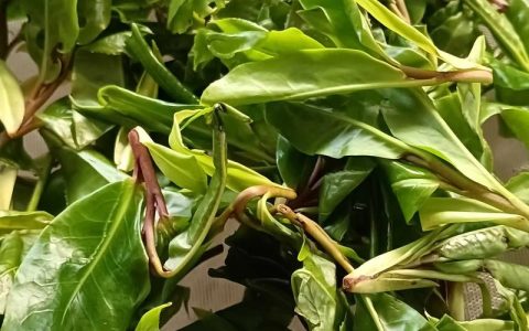 探秘野生古树紫芽孢：它究竟属于什么茶？