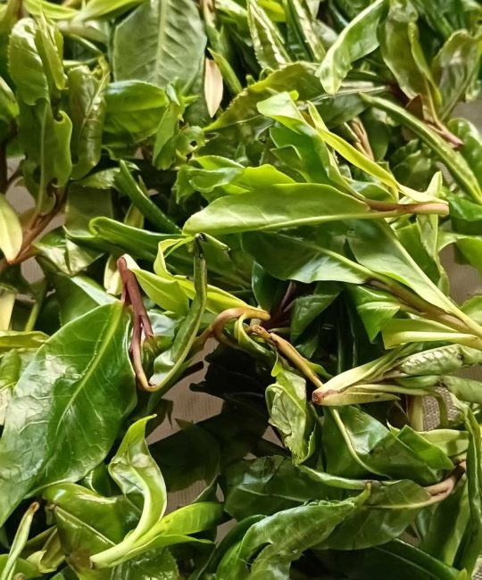 探秘野生古树紫芽孢：它究竟属于什么茶？