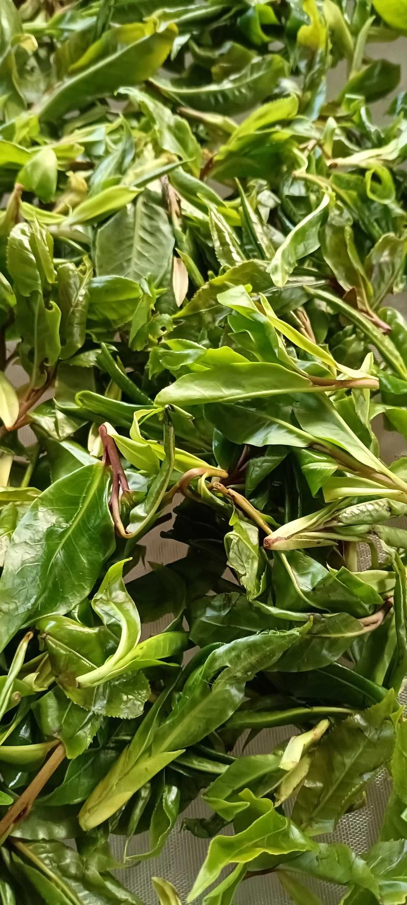探秘野生古树紫芽孢:它究竟属于什么茶? 探秘野生古树紫芽孢:它究竟属于什么茶?