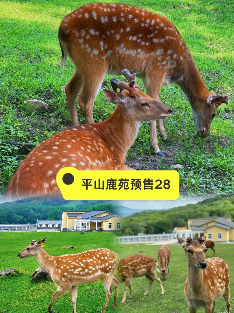 梅花鹿种源采购指南:如何科学选择正规养殖渠道,规避虚假供应风险 综合评估与行动建议