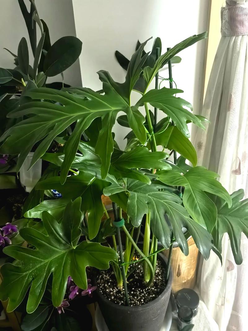 花草可以带上飞机吗?航空旅行携带植物全攻略 一、国内航班:多数情况下可以随身携带,但有限制