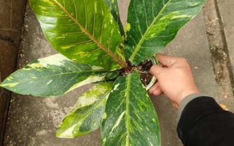 花草可以带上飞机吗？航空旅行携带植物全攻略