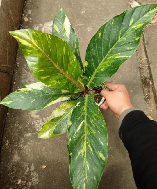 花草可以带上飞机吗？航空旅行携带植物全攻略