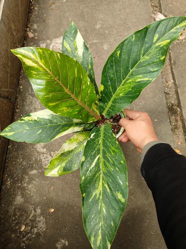 花草可以带上飞机吗?航空旅行携带植物全攻略 引言