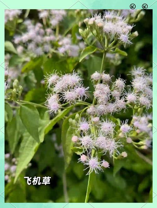 花草可以带上飞机吗?航空旅行携带植物全攻略 三、植物检疫:国内跨省运输也要注意
