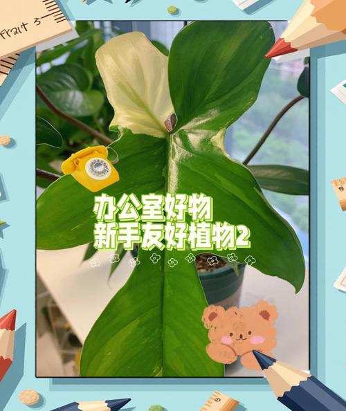 花草可以带上飞机吗?航空旅行携带植物全攻略 四、包装技巧:让花草安全抵达