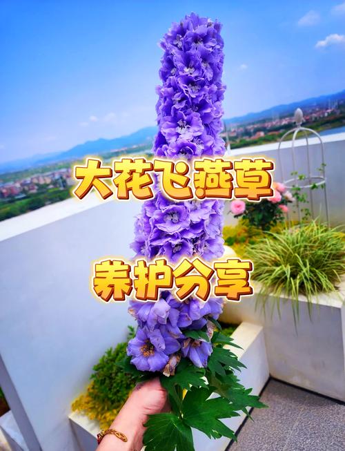 花草可以带上飞机吗?航空旅行携带植物全攻略 结语