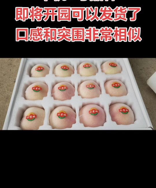 中桃5号品种详细介绍：早熟大果，离核甜脆
