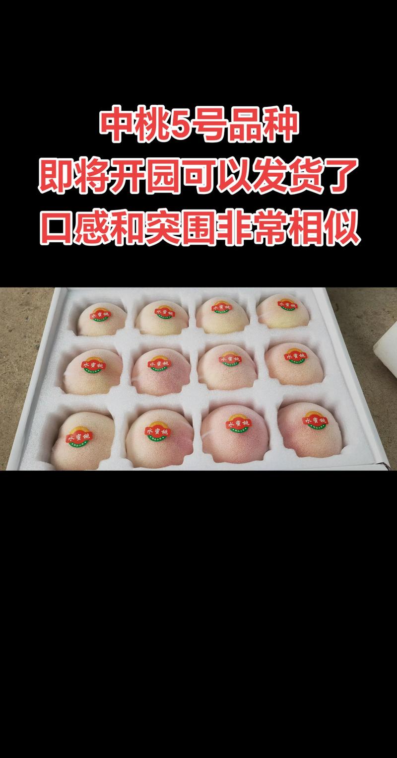 中桃5号品种详细介绍:早熟大果,离核甜脆 中桃5号品种详细介绍:早熟大果,离核甜脆
