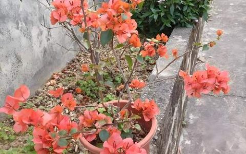 三角梅大花橙勤花吗？掌握3个关键技巧，年年爆花