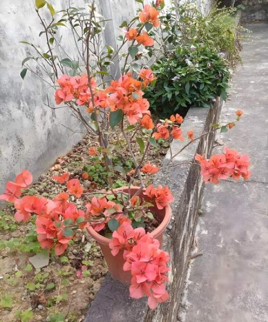 三角梅大花橙勤花吗？掌握3个关键技巧，年年爆花