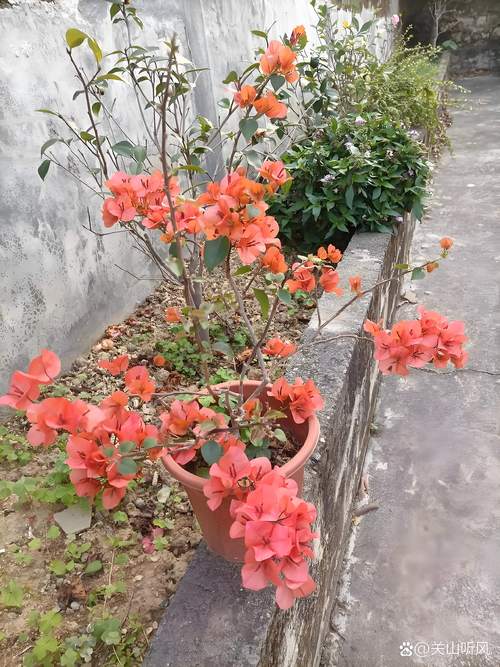 三角梅大花橙勤花吗?掌握3个关键技巧,年年爆花 三角梅大花橙勤花吗?掌握3个关键技巧,年年爆花