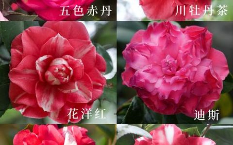 茶花是什么档次品牌——从植物百科看茶花的真正价值