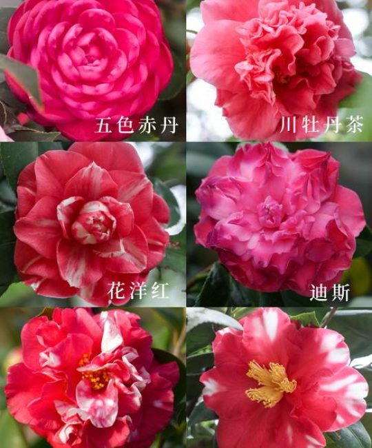 茶花是什么档次品牌——从植物百科看茶花的真正价值