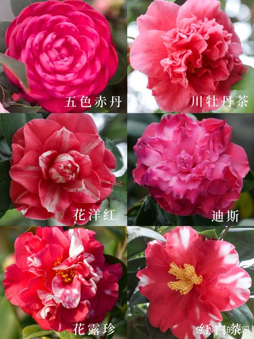 茶花是什么档次品牌——从植物百科看茶花的真正价值