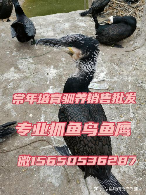 鱼鹰苗多少钱一只?2024-2025年市场价格参考与影响因素分析 规格对价格的影响