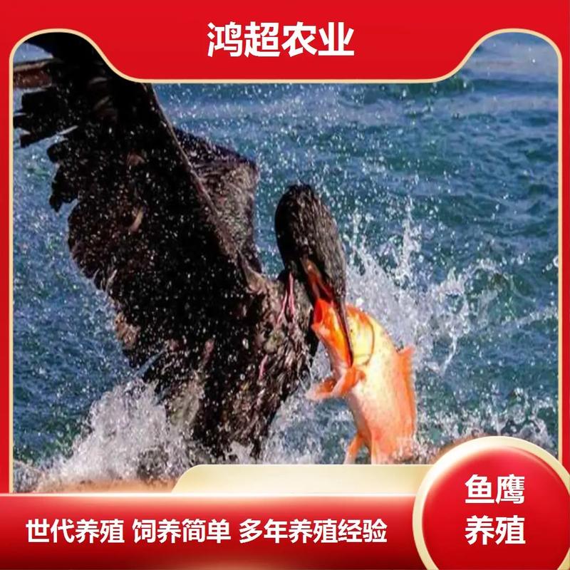 鱼鹰苗多少钱一只?2024-2025年市场价格参考与影响因素分析 影响鱼鹰苗价格的关键因素汇总表