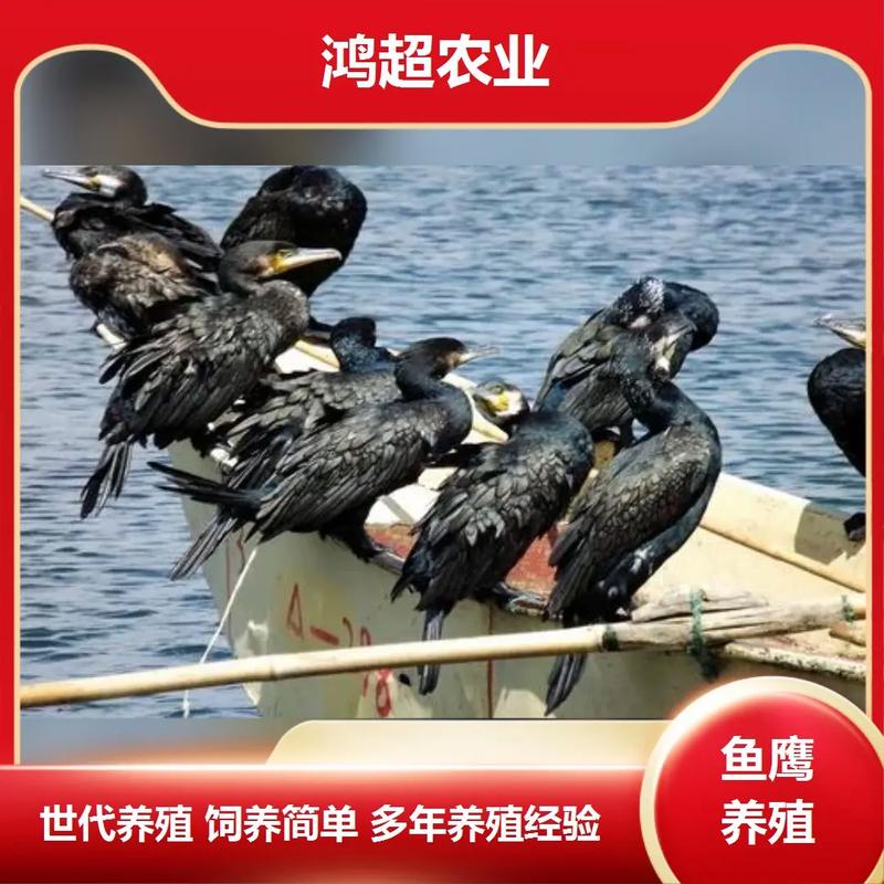 鱼鹰苗多少钱一只?2024-2025年市场价格参考与影响因素分析 运输成本对价格的影响